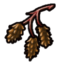 Gray Alder Cones.png