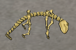 Caverat-skeleton.png