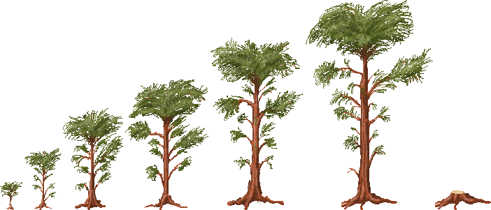 Legacy-Pine Tree Life Cycle.png