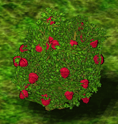 Raspberry Bush.png