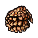 Dwarf Pine Cone.png