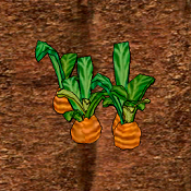 Carrot Crop.png