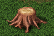 Legacy-Stump.png