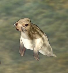 Grey Seal.png