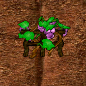 Grapes Crop.png