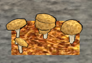 Champignon.png