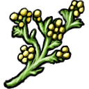 Tansy.png