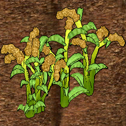 Millet Crop.png