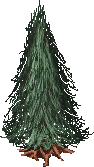 Legacy-Fir Tree.png