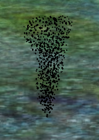 Midge Swarm.png