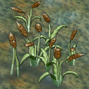 Cattail.jpg