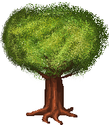 Legacy-Maple Tree.png