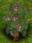 Caprifole Bush.png