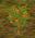 Mastic Bush.png