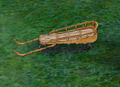 Fine Sled in-game