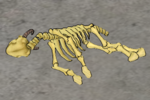 Goat-skeleton.png