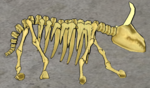 Cattle-skeleton.png