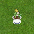 Dandelion in Garden Pot