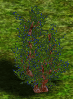 Blackthorn Bush.png