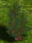 Blackthorn Bush.png