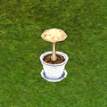 Parasol Mushroom in Garden Pot.