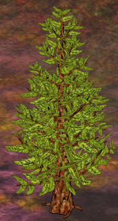 Larch Tree.png