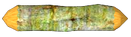 Birdcherry