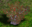 Crampbark Bush.png