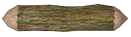 Gray Alder