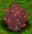 Spindle Bush.png