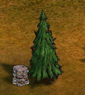 Spruce Tree.png