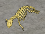 Otter-skeleton.png