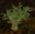 Gorse Bush.png