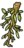 Beech Bough.png