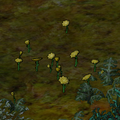 Coltsfoot in-game.