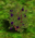 Blackberry Bush.png