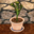 Tansy in Garden Pot.png