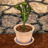 Tansy in Garden Pot.png