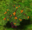 Sandthorn Bush.png