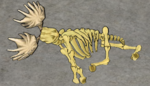 Moose-skeleton.png