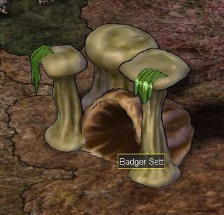 Badger Sett.png