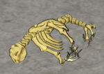 Grey Seal-skeleton.png