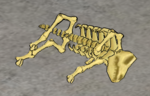 Pig-skeleton.png