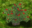 Redcurrant Bush.png