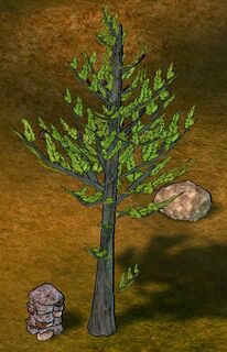 Black Pine Tree.png