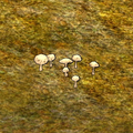 Parasol Mushroom ingame.